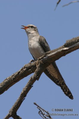 Pallid Cuckoo (NZ vagrant)