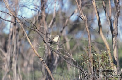 Black-eared Cuckoo s1550.jpg