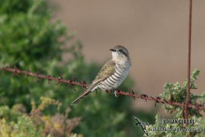 Horsfield's Bronze-Cuckoo 5088.jpg