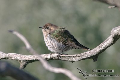 Horsfield's Bronze-Cuckoo 7150.jpg