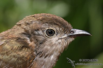 Little Bronze-Cuckoo 8834.jpg
