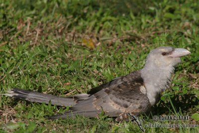 Channel-billed Cuckoo (NZ vagrant)