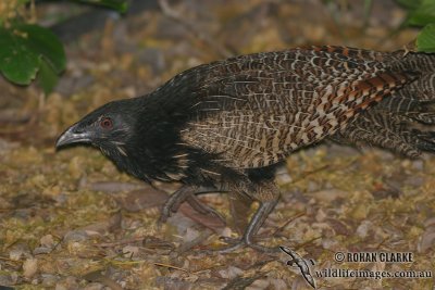 Pheasant Coucal 8471.jpg