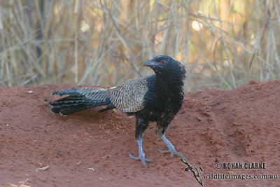 Pheasant Coucal 8768.jpg