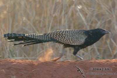 Pheasant Coucal 8772.jpg