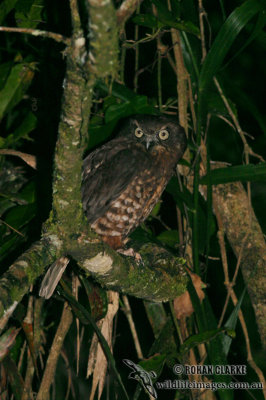 Southern Boobook 8080.jpg