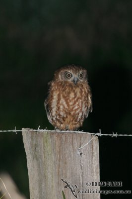 Southern Boobook 8184.jpg