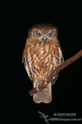 Southern Boobook 8186.jpg