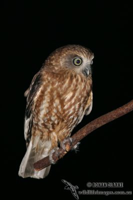 Southern Boobook 8191.jpg