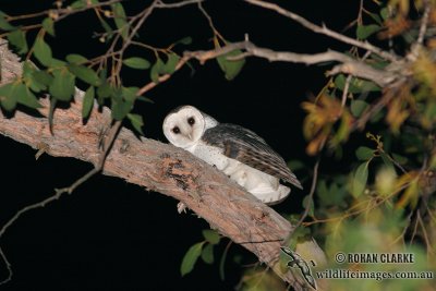 Masked Owl 7634.jpg