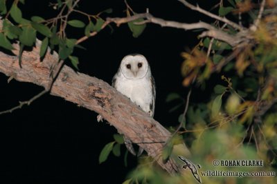 Masked Owl 7635.jpg