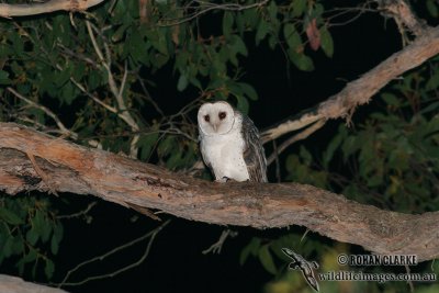 Masked Owl 7638.jpg