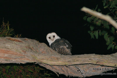 Masked Owl 7665.jpg