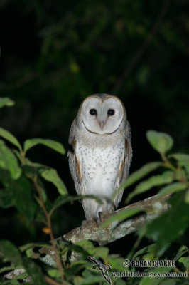 Barn Owl 9899.jpg