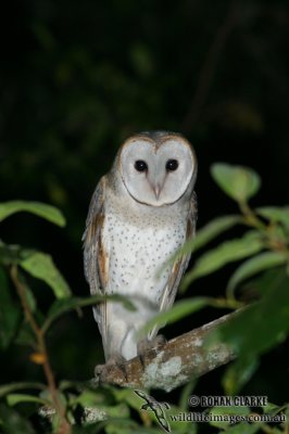 Barn Owl 9900.jpg