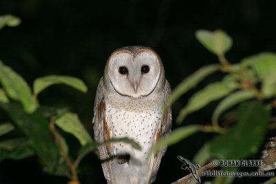 Eastern Barn Owl