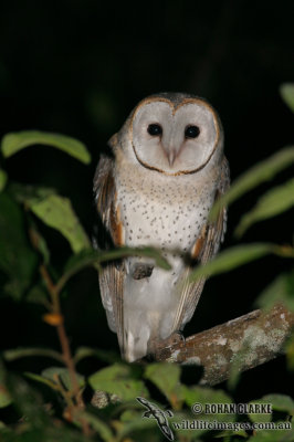 Barn Owl 9904.jpg