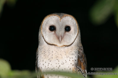 Barn Owl 9911.jpg