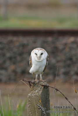 Barn Owl 6643.jpg