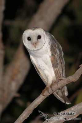 Barn Owl 6678.jpg