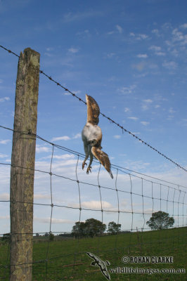 Barn Owl 6768.jpg