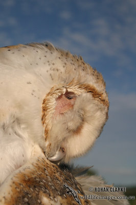 Barn Owl 6785.jpg