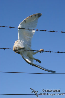 Barn Owl 7579.jpg