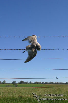 Barn Owl 7581.jpg