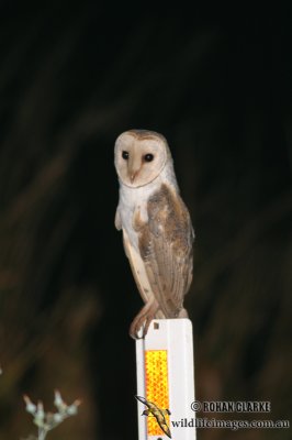 Barn Owl 8527.jpg