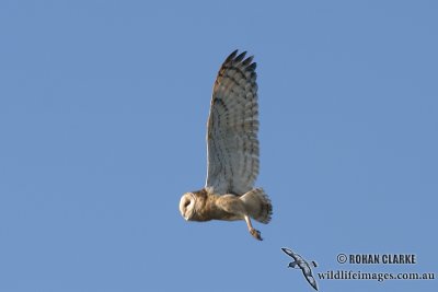 Eastern Grass Owl 8214.jpg