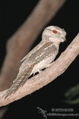 Papuan Frogmouth 6921.jpg