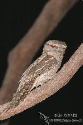 Papuan Frogmouth 6923.jpg