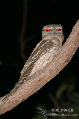 Papuan Frogmouth