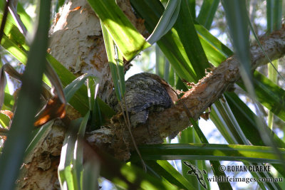 Papuan Frogmouth 8161.jpg