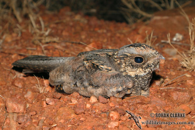 Nightjars and Owlet-nightjar