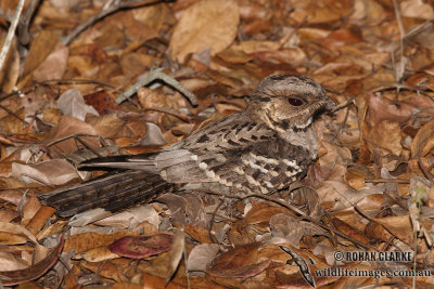 Large-tailed Nightjar