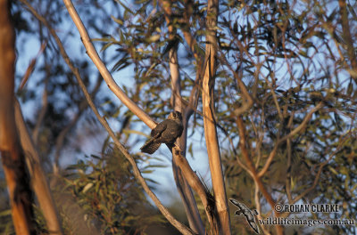 Australian Owlet-nightjar s1585.jpg