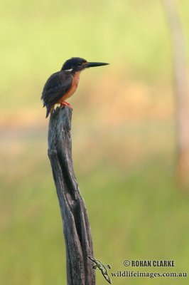 Azure Kingfisher 7327.jpg