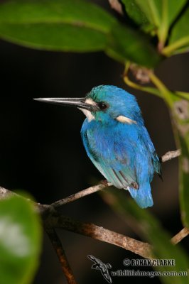 Little Kingfisher 7920.jpg