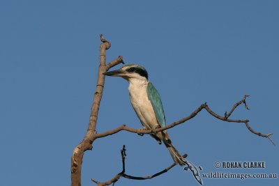 Red-backed Kingfisher 5358.jpg