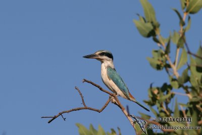 Red-backed Kingfisher 5366.jpg