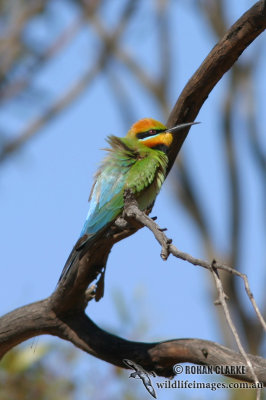 Rainbow Bee-eater 0630.jpg