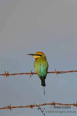 Rainbow Bee-eater 5670.jpg