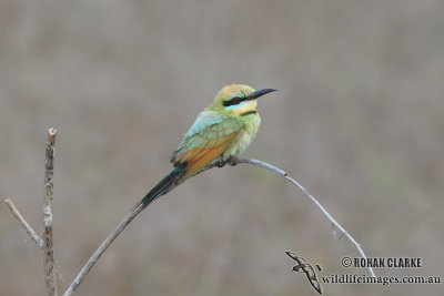 Rainbow Bee-eater 9203.jpg