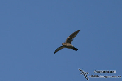 Australian Swiftlet 8546.jpg