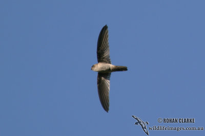 Australian Swiftlet 8559.jpg