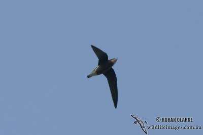 White-throated Needletail 1169.jpg