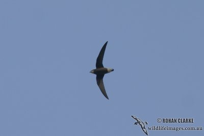 White-throated Needletail 1177.jpg