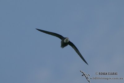 White-throated Needletail 2880.jpg