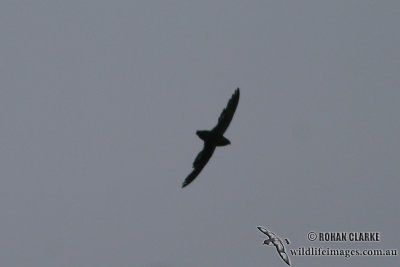 Papuan Spine-tailed Swift 0291.jpg